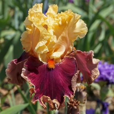 Decadence (Barry Blyth, R. 2001)